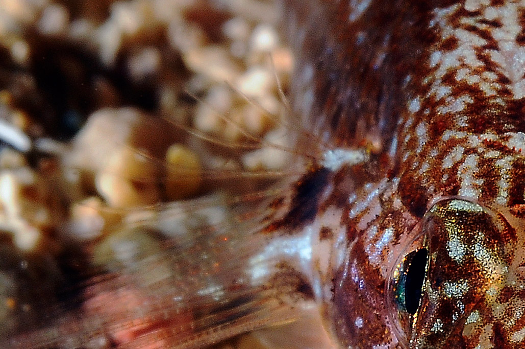 Gobius fallax by night